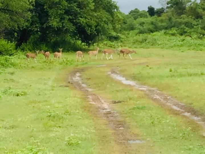 Nature Lovers Safari Resort Uda Walawe Extérieur photo