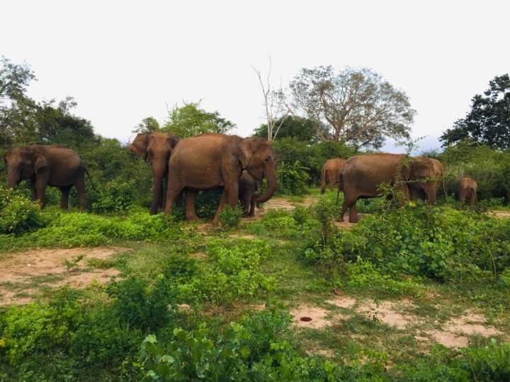 Nature Lovers Safari Resort Uda Walawe Extérieur photo