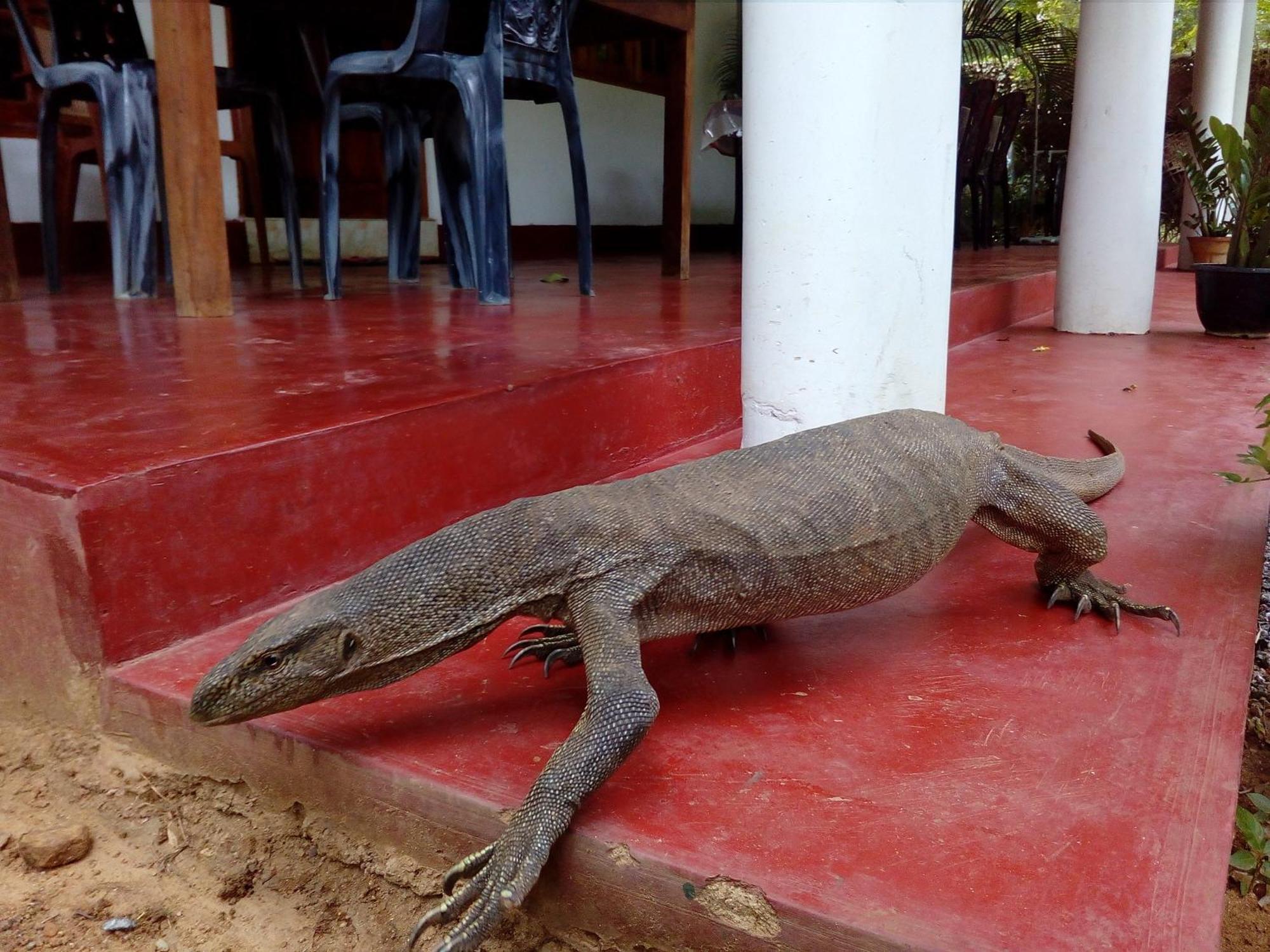 Nature Lovers Safari Resort Uda Walawe Extérieur photo